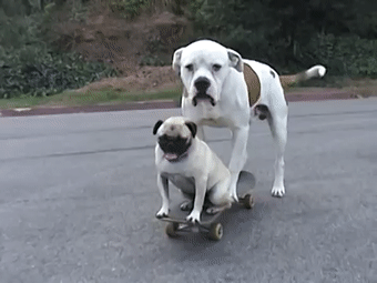 你的游戏队友,可能会是条狗?