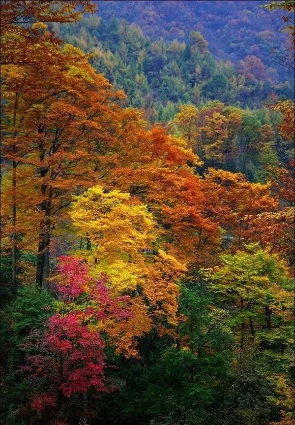 黄花岭,自驾游,秦岭,柞水县,秦楚古道