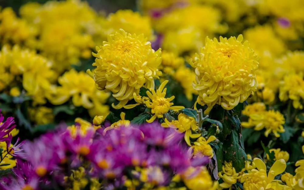 金秋时节来济南花样赏菊,这些景点莫错过!