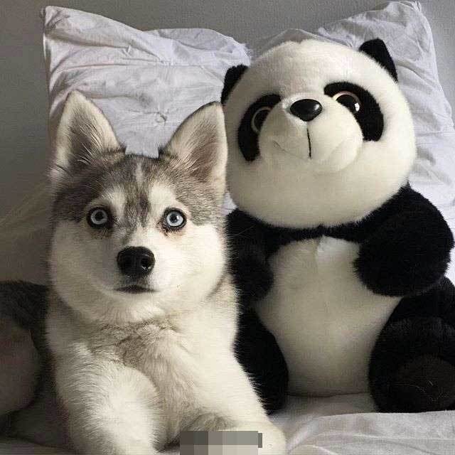 哈士奇,宠物,动物,搞笑
