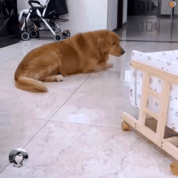 金毛照顾小宝宝,因太