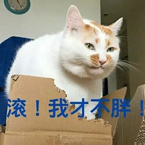 每日表情丨猫猫啃箱子表情包