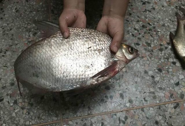 钓获一条野生大鳊鱼,足足两斤七两多重,这样的鳊鱼花钱都买不到
