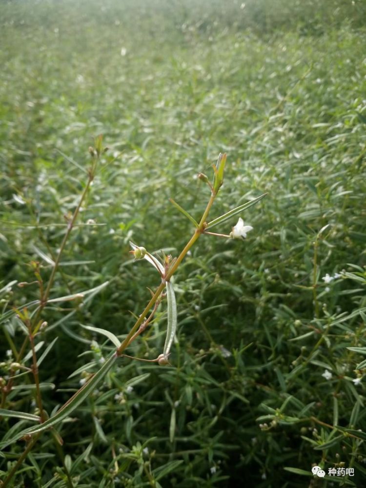 白花蛇舌草与水线草鉴别