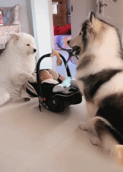 动物 狗 狗狗 猫 猫咪 小猫 桌面 250_350 竖版 竖屏 手机 gif 动态图