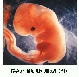 怀孕几个月胎儿四肢长全?这个阶段容易胎停,流产和畸形,别大意