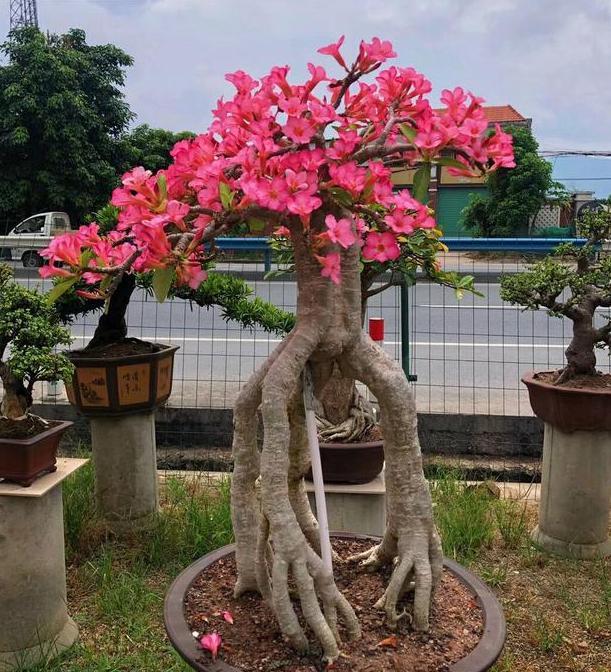 秋冬时节如何养好沙漠玫瑰?满足4点"喜好",枝干粗开花