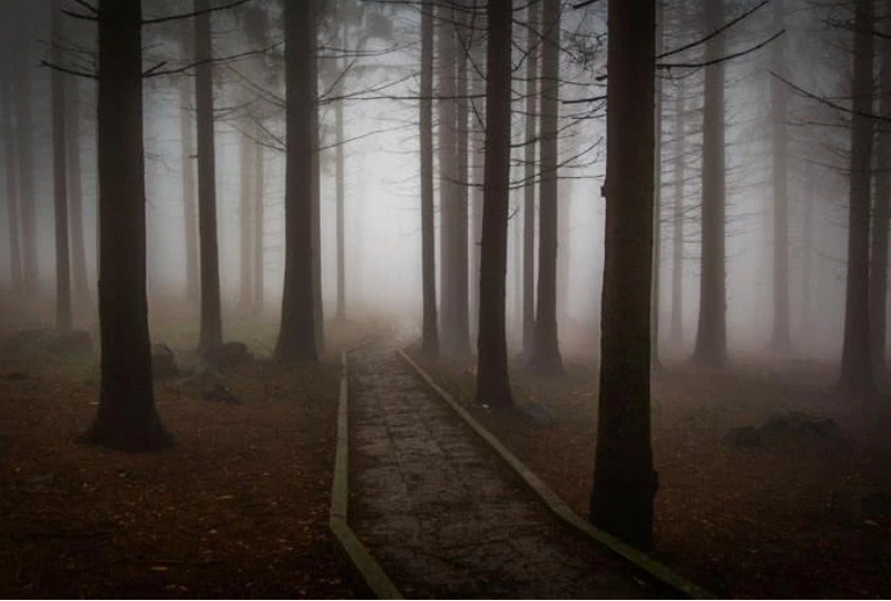 心理学:你不敢穿过哪片森林?测出你内心最恐惧什么,超
