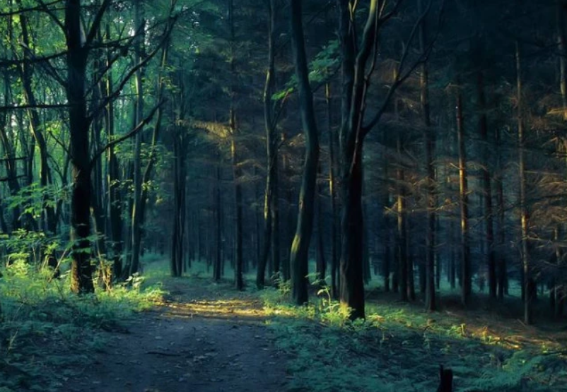 心理学:你不敢穿过哪片森林?测出你内心最恐惧什么,超
