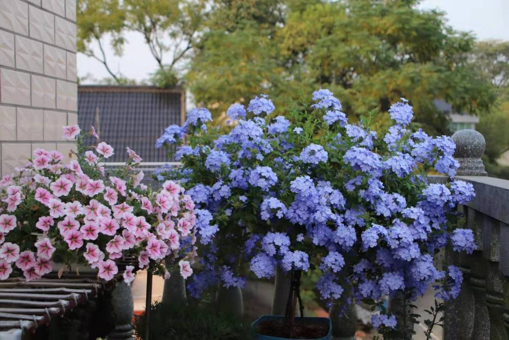 花卉,开花,植物,蓝花丹,北方,花海