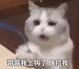 表情包:我们不要互相逃避了好吗?
