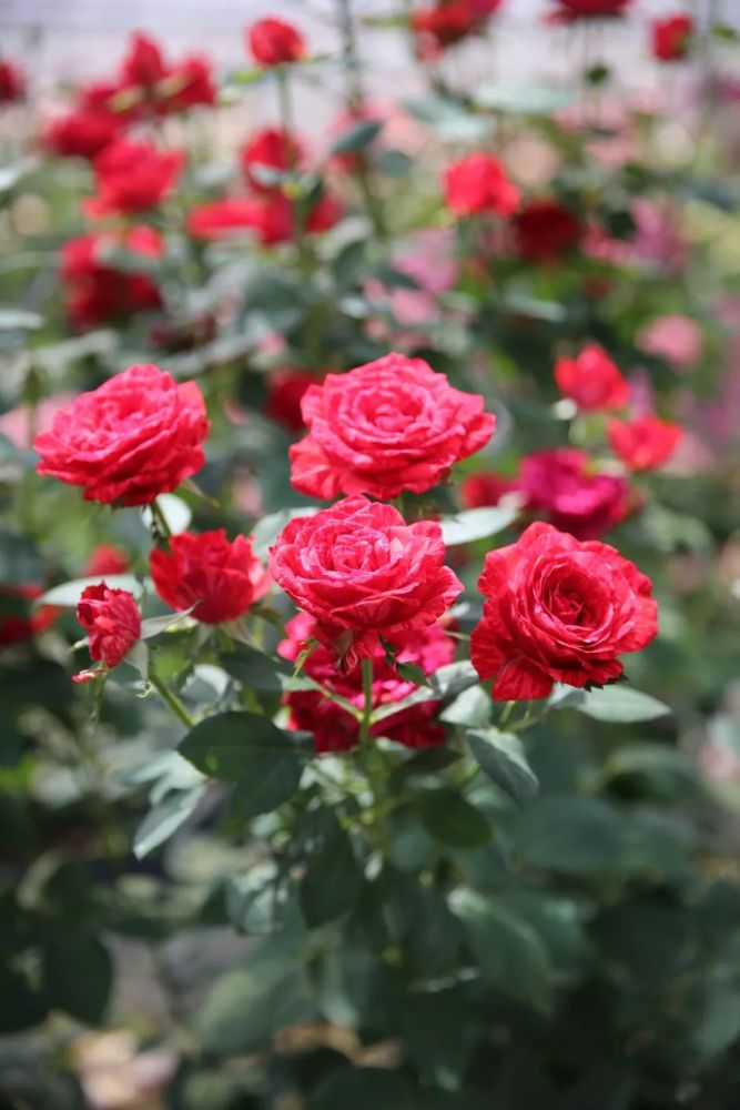 红色直觉red intuition 独特 条纹 灌木 法国 它是来自法国的丰花月季