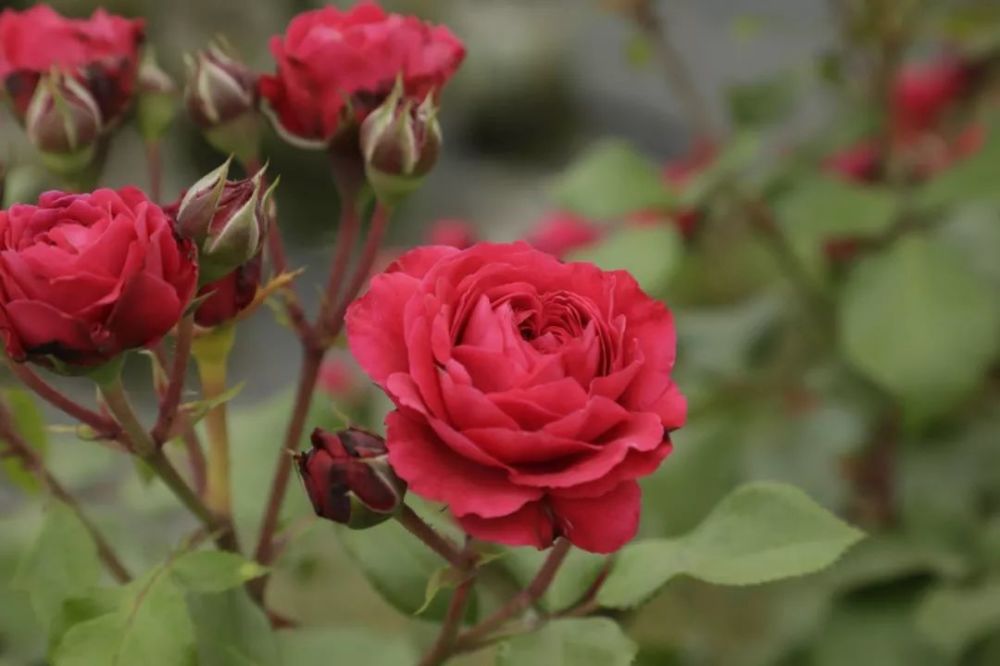 红色直觉red intuition 独特 条纹 灌木 法国 它是来自法国的丰花月季
