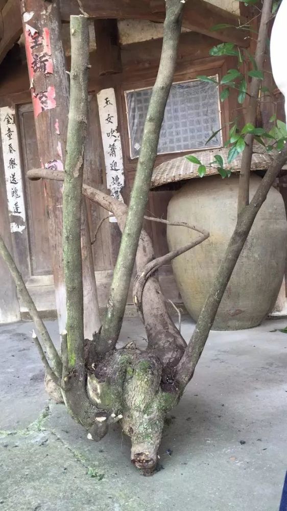 盆景设计i 金弹子桩材大胆截桩,造型时去掉一大半效果