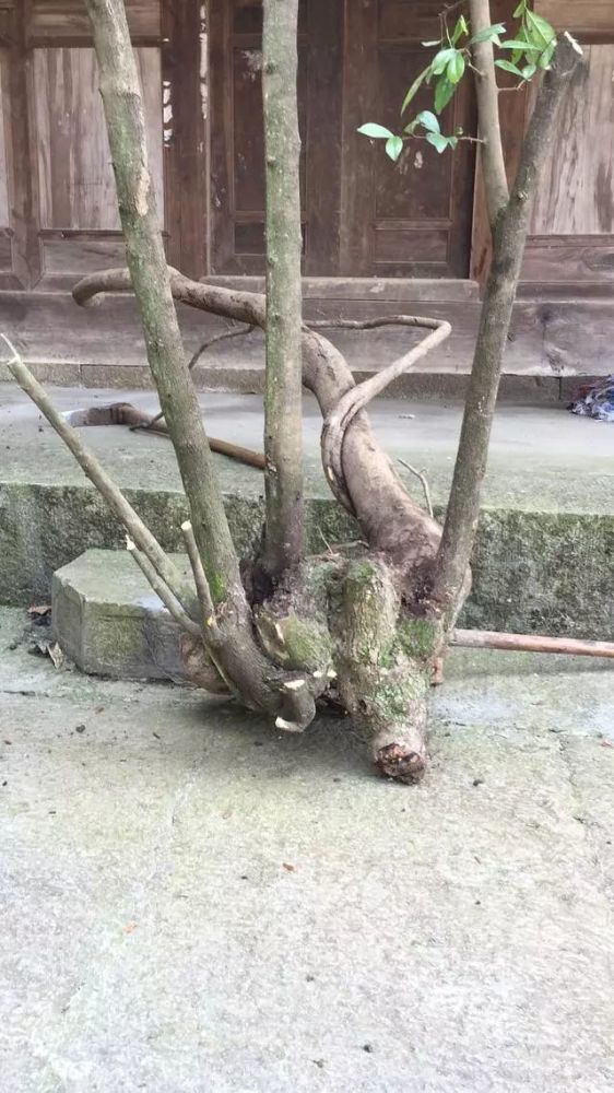 盆景设计i 金弹子桩材大胆截桩,造型时去掉一大半效果