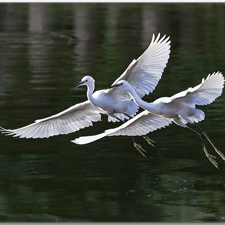 壁纸 动物 鸟 鸟类 摄影 桌面 455_455 gif 动态图 动图