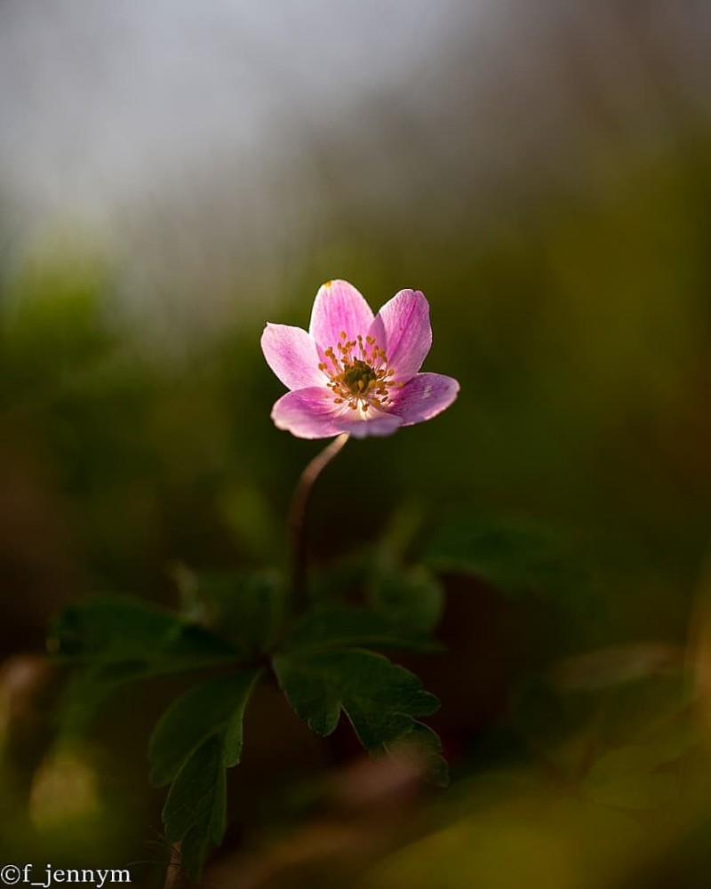 同样是拍花,凭什么这位女摄影师她拍的花,充满了唯美梦幻,像极了童话!