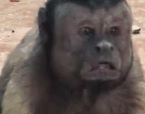 壁纸 动物 灵长目 286_225 gif 动态图 动图