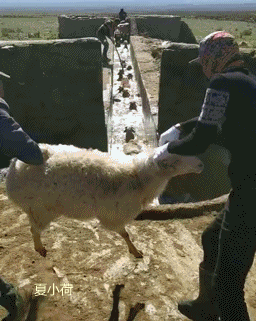搞笑gif趣图:谁有炖狗肉的配方,今晚我要炖狗肉!