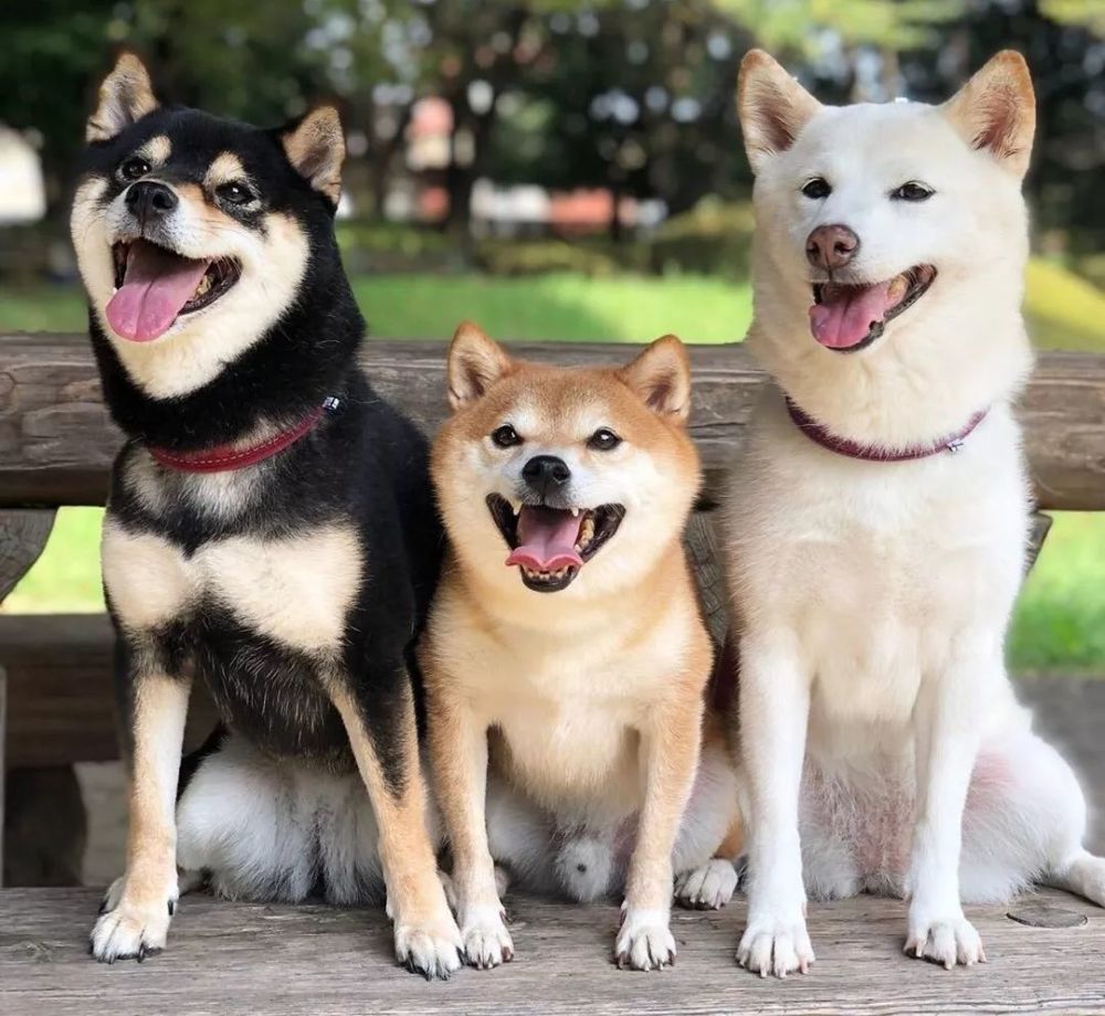 这里有个柴犬,烤糊了…