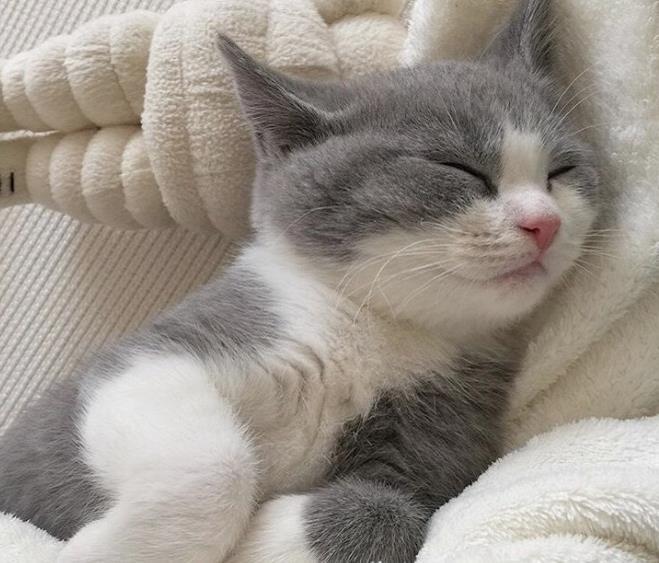 宠物,猫咪,小奶猫