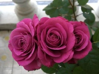 冥王星阳台月季抵抗力强,花开美花期又长,而且还好养 ..