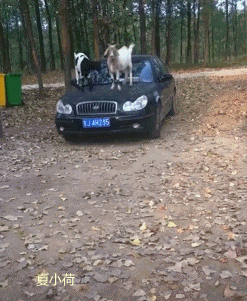 搞笑gif趣图:小姐姐跳舞秀身材,泥潭也能当舞台!