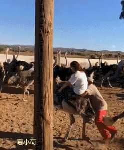 搞笑gif趣图小姐姐咱能不能有点淑女形象见了吃的就不要命了