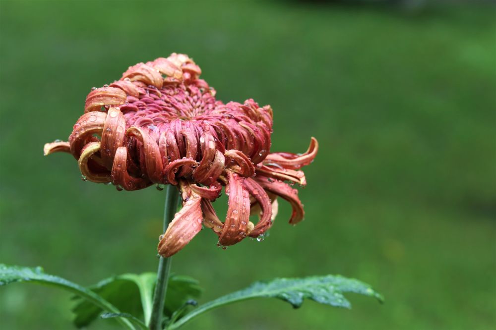 成都市第57届菊花展启幕,10万盆菊花人民公园免费赏,八组景点闪亮登场