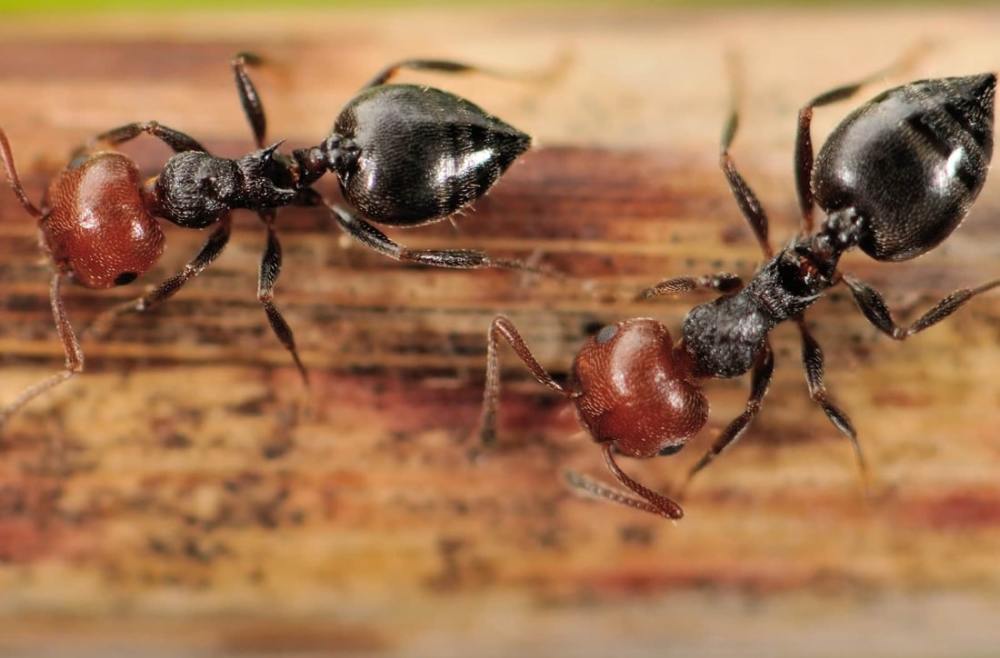蚂蚁保护农作物免受疾病侵害
