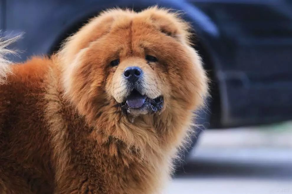 柴犬,松狮犬,犬种,家有穆珂,日本