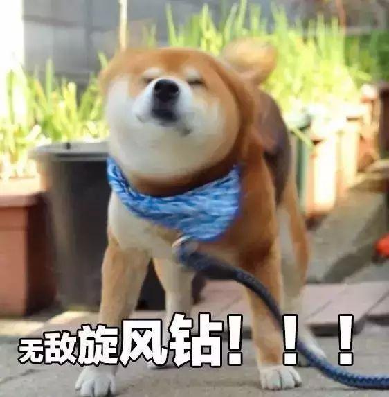 盘点表情包里的那些网红萌宠,你都认识吗?