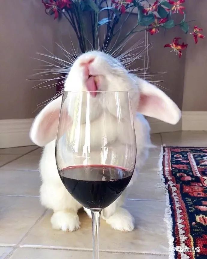 喝醉酒的兔兔,好可爱啊