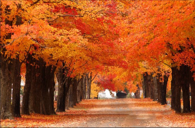 国内九大最美赏枫叶好去处,藏着中国最美的深秋!