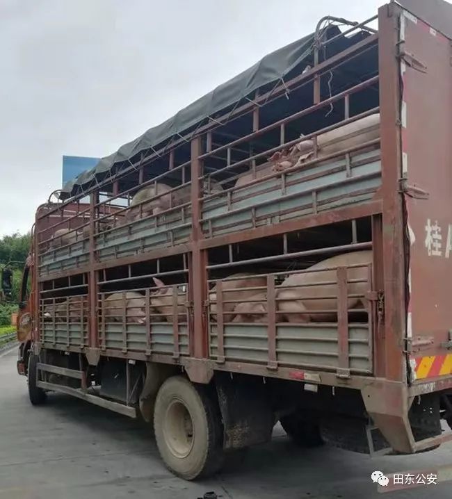 田东警方查获非法运输生猪大货车4辆 装载活猪49头