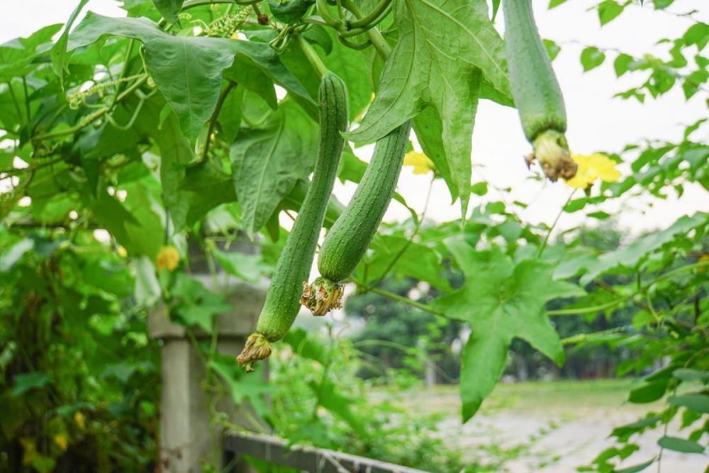 果实,丝瓜,叶子,菜园,蔬菜,农村
