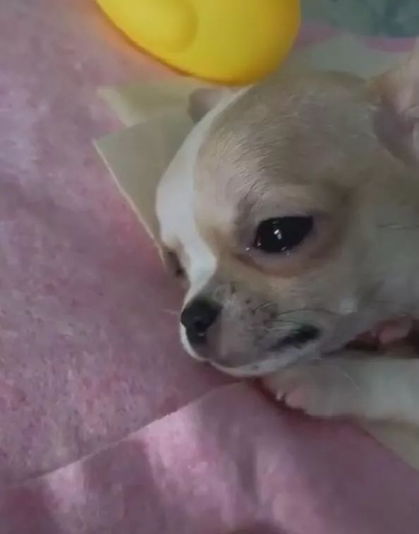 狗狗在沙发上撒尿,被一顿责骂,居然哭得泪流满面