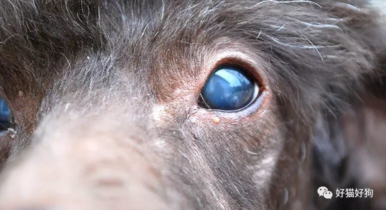 狗狗眼睛出现白膜,或其他白色物体,是什么症状?