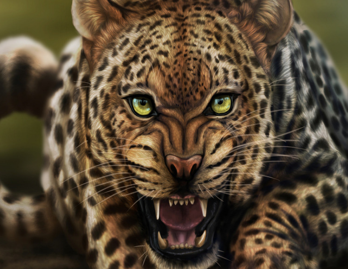 心理测试:你觉得哪只猎豹眼睛最凶狠,测测你这一生的贵人是谁?