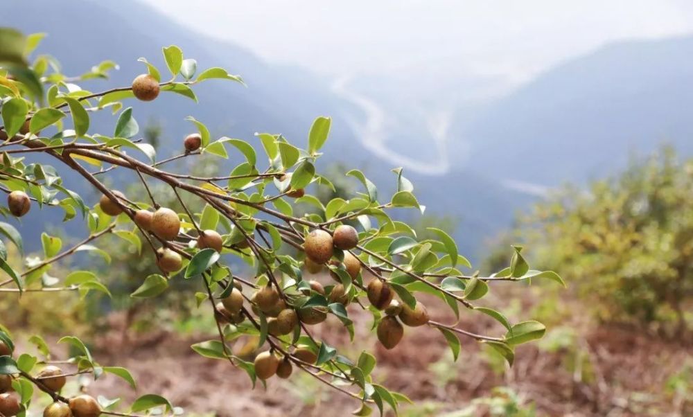 临海的高山油茶开摘了!果实还挂在树上,订单就已经飞到了"枝头"