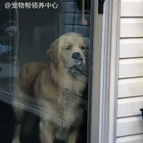 金毛午睡突然惊醒,跑到窗户前一看……脸都气歪了!