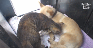 眼看孩子被狗收养,这只猫妈妈竟然…… 跑去狗窝里抢自己孩子的奶喝!
