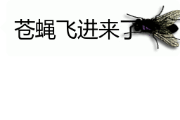会动的苍蝇表情包你的屏幕上有只苍蝇32张