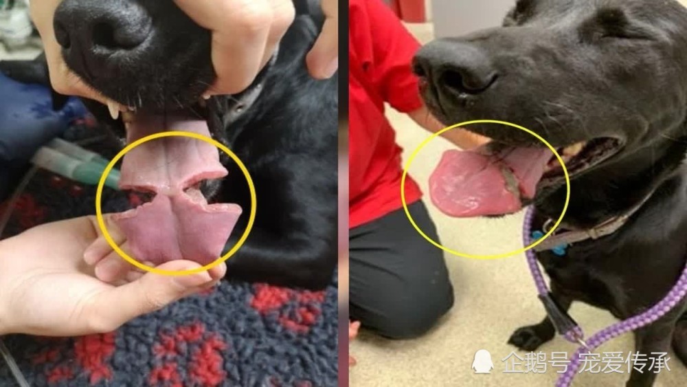 狗狗舌头卡在玩具球中,差点被断成两截节