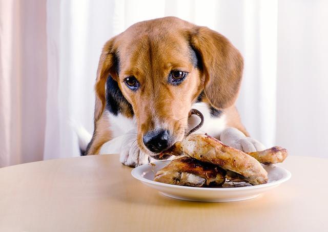 狗狗,主人,进食,食物,时候