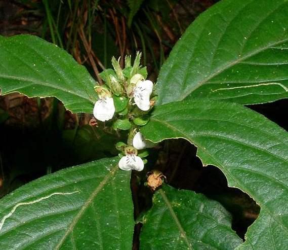 村里珍贵的野菜"狗肝菜",可治小便不利,肿毒疔疮"特效