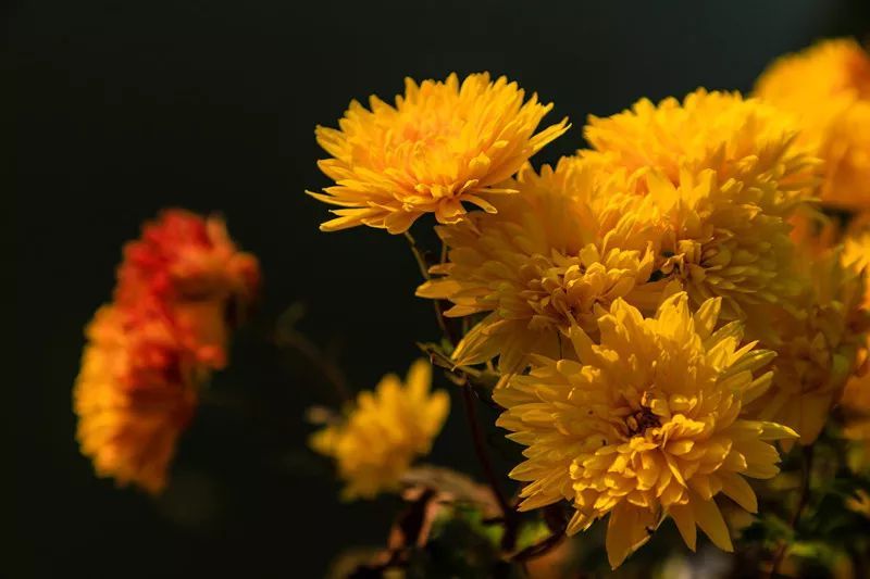 霜降时节正是 秋菊盛开的时候,很多地方在这时要举行菊花会,赏菊饮酒