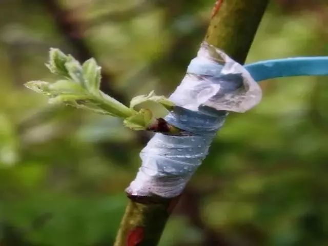 秋季芽接正当时,这些关键技术要掌握