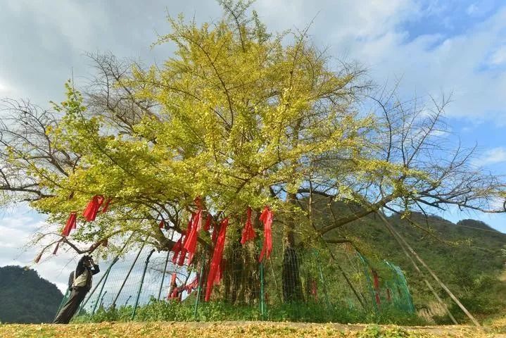 福泉古银杏:世界上最大的银杏树