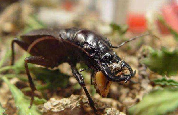 大王虎甲 腾讯网